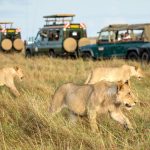 6 Masai Mara Facts | Maasai Mara National Reserve | Kenya Tours