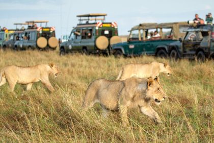 6 Masai Mara Facts | Maasai Mara National Reserve | Kenya Tours