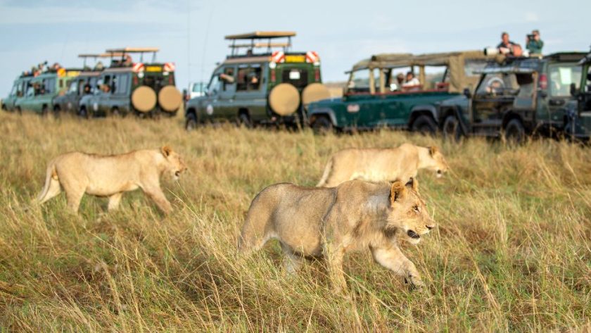 6 Masai Mara Facts | Maasai Mara National Reserve | Kenya Tours