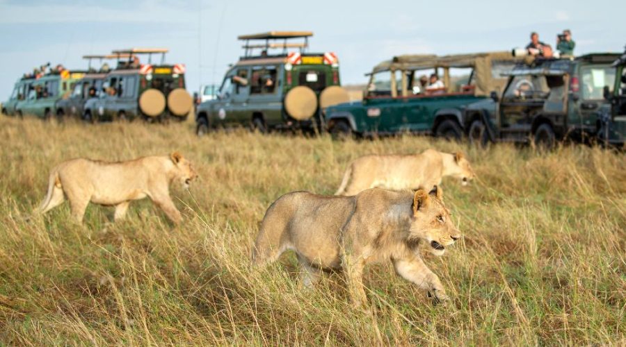 6 Masai Mara Facts | Maasai Mara National Reserve | Kenya Tours