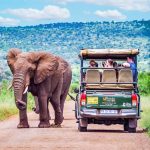 Why You Should Safari in Kruger National Park | Engoo Daily News