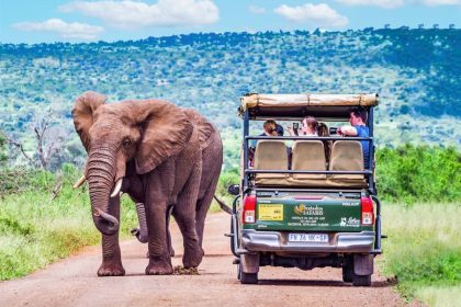 Why You Should Safari in Kruger National Park | Engoo Daily News