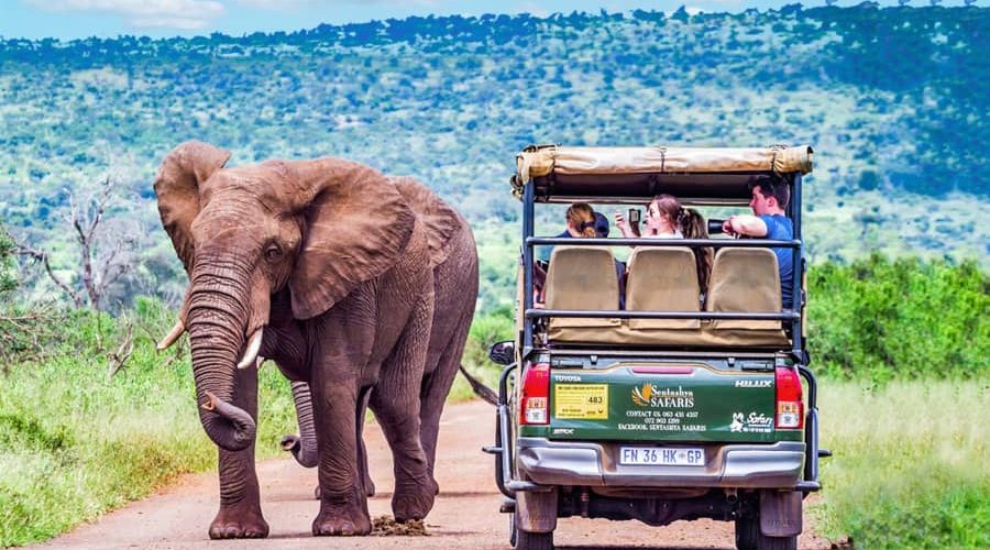 Why You Should Safari in Kruger National Park | Engoo Daily News