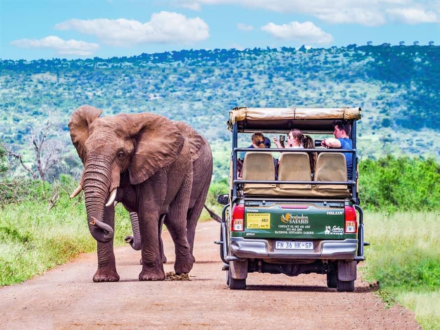 Why You Should Safari in Kruger National Park | Engoo Daily News