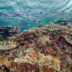 UN Report Says Great Barrier Reef Is in Crisis