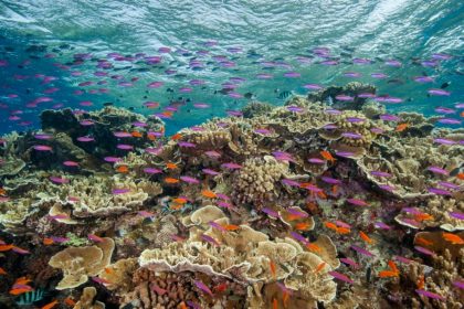 UN Report Says Great Barrier Reef Is in Crisis