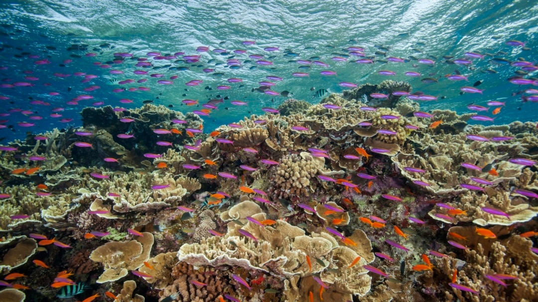 UN Report Says Great Barrier Reef Is in Crisis