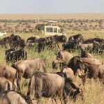 Serengeti National Park. - Safari Soles Tours