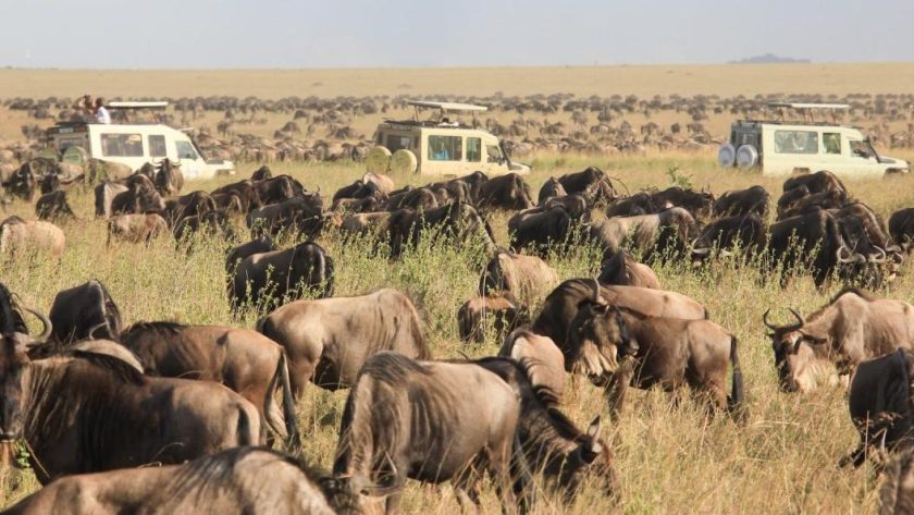 Serengeti National Park. - Safari Soles Tours