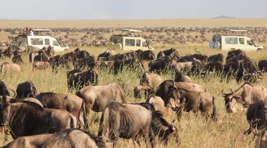 Serengeti National Park. - Safari Soles Tours