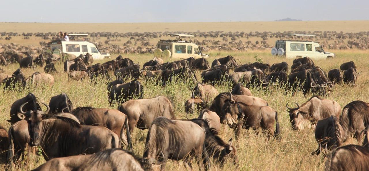 Serengeti National Park. - Safari Soles Tours