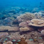 Coral cover's up, but critical risks remain in Reef recovery - Great  Barrier Reef Foundation