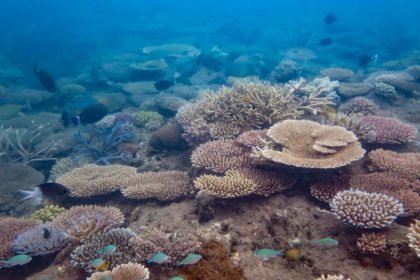 Coral cover's up, but critical risks remain in Reef recovery - Great  Barrier Reef Foundation