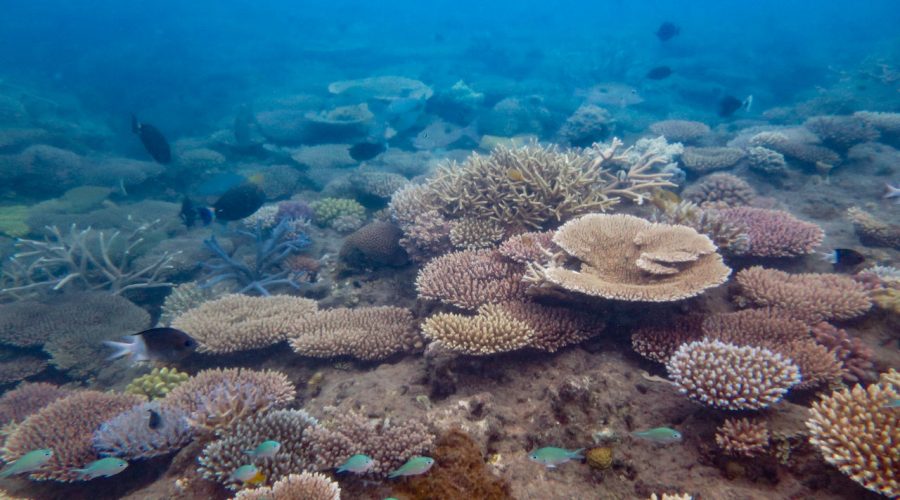 Coral cover's up, but critical risks remain in Reef recovery - Great  Barrier Reef Foundation