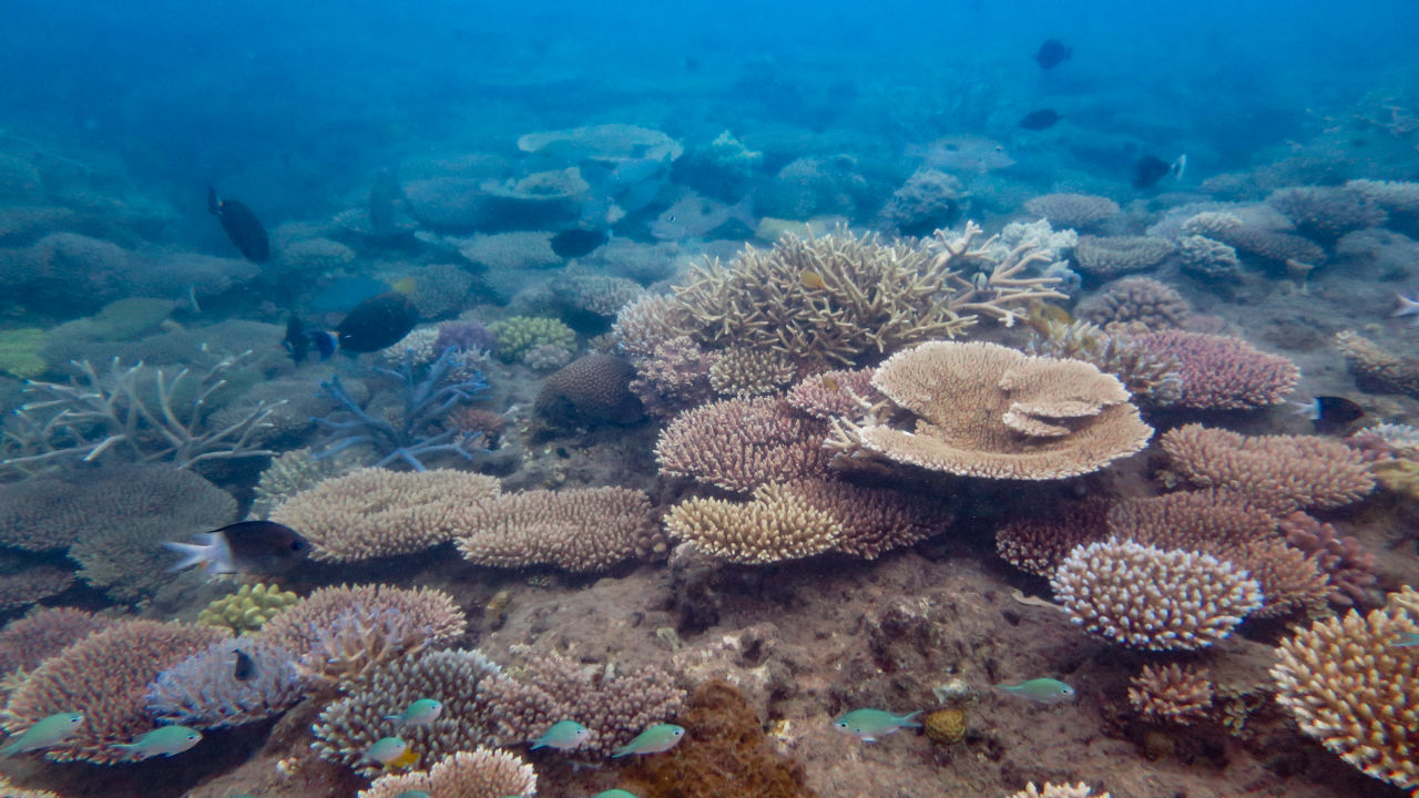 Coral cover's up, but critical risks remain in Reef recovery - Great  Barrier Reef Foundation